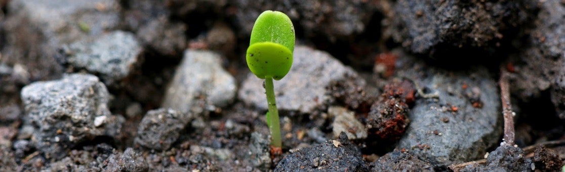 A sapling grows from rocky ground